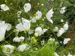 Plant name: White Cupcake Cosmos Cosmos bipinnatus cv. Cupcake White